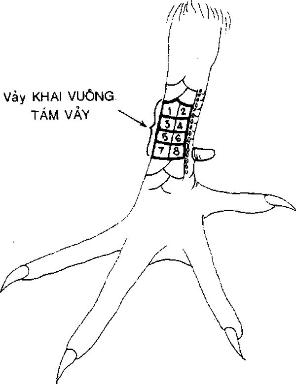 Vảy bát khai vuông