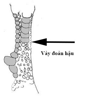 Vảy đoản hậu